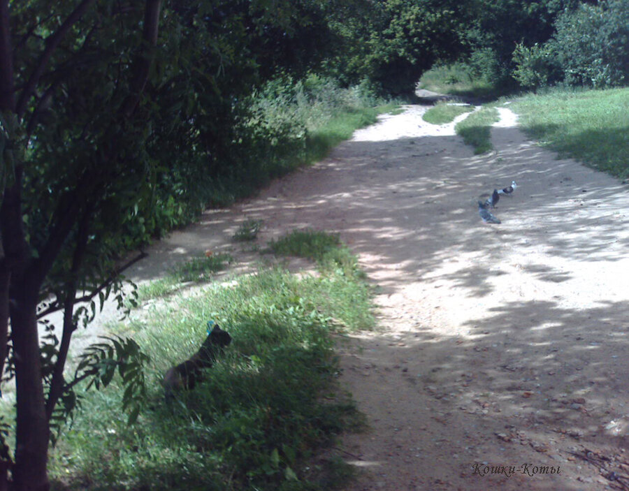 2. Охота на среднюю птицу.