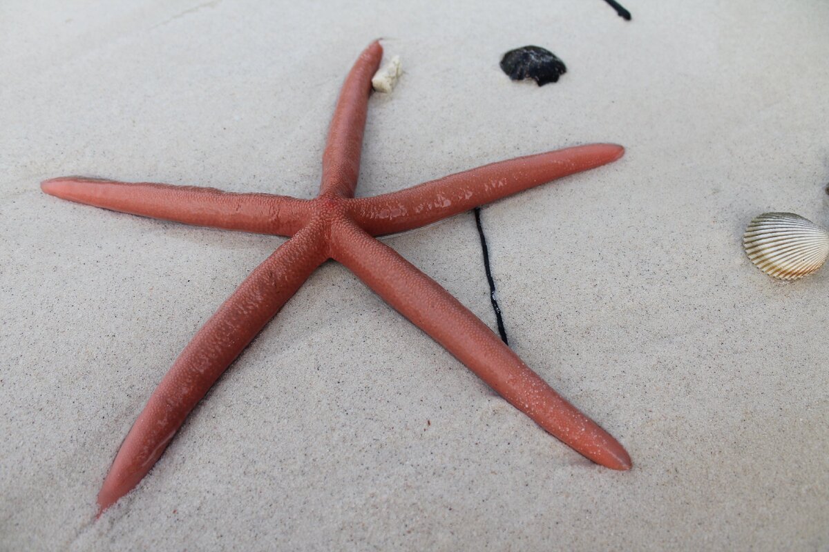 Морской "подарочек" после отлива...