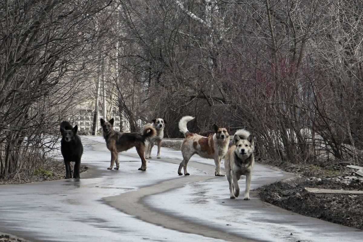 яндекс картинки