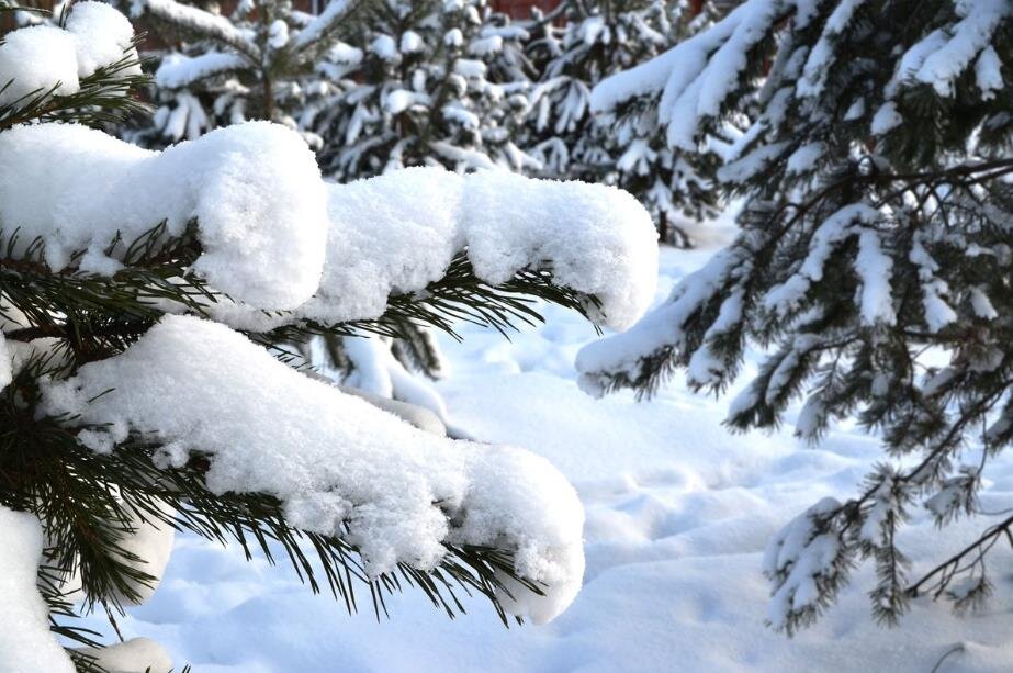 Фото – yandex.net