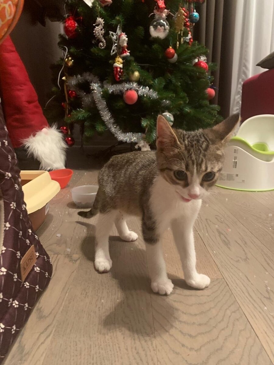 Кошечка Черешня (теперь Жуля), которая уехала из приюта домой 29 ноября 2019 года: «Ещё не успела появиться, а уже всех нас взбодрила!😂 
Привезли мы ее в дом, только выпустили и.... она исчезла! Совсем! 
Мы перерыли все, мы искали на улице. Всю ночь мокли, мёрзли. Решили продолжить поиски утром. 
Но ночью раздалось мяуканье: она была под холодильником! Там щель 2 см. Как?!?!??»