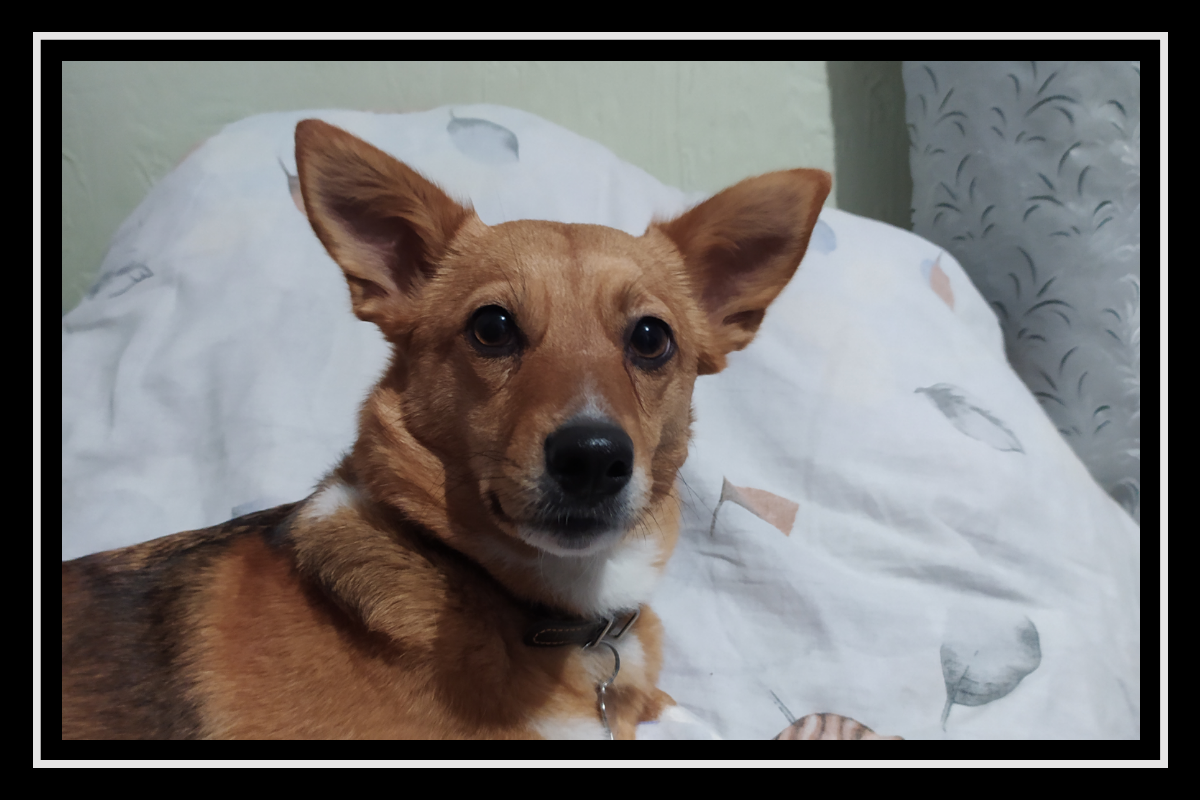 Это я - собака Булка