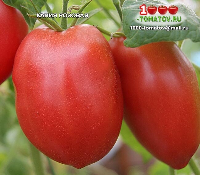 Томат Капия розовая ФОТО 1