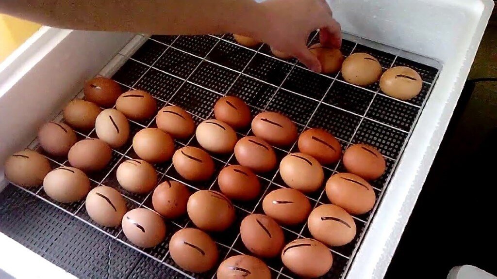 Автоматический переворот яиц в самодельном инкубаторе