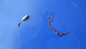 Не секрет, что обычный и такой непривлекательный на первый взгляд червяк является отличной наживкой для ловли большинства рыб. Червь занимает почетное место среди всех существующих наживок в различных снастях. Именно поэтому даже начинающему рыбаку необходимо обладать информацией о том, как насаживать червя на крючок.