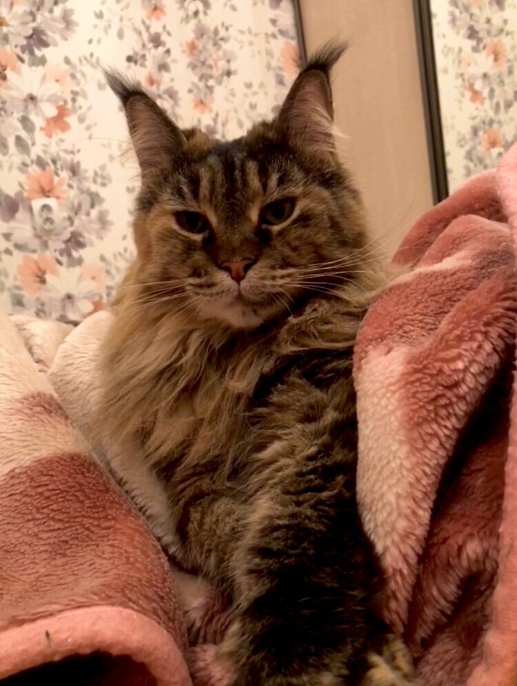 Большая мохнатая радость