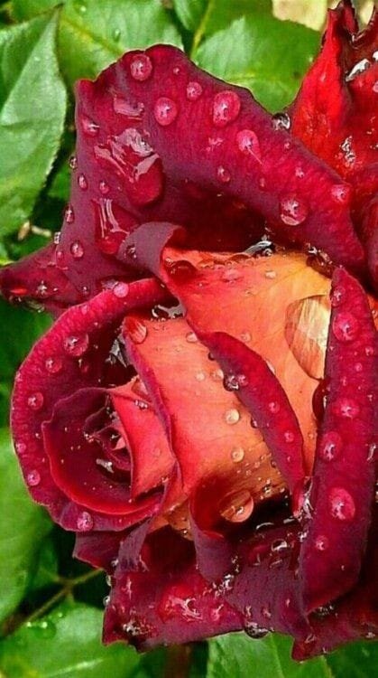  Фото - открытый источник - Яндекс картинки.