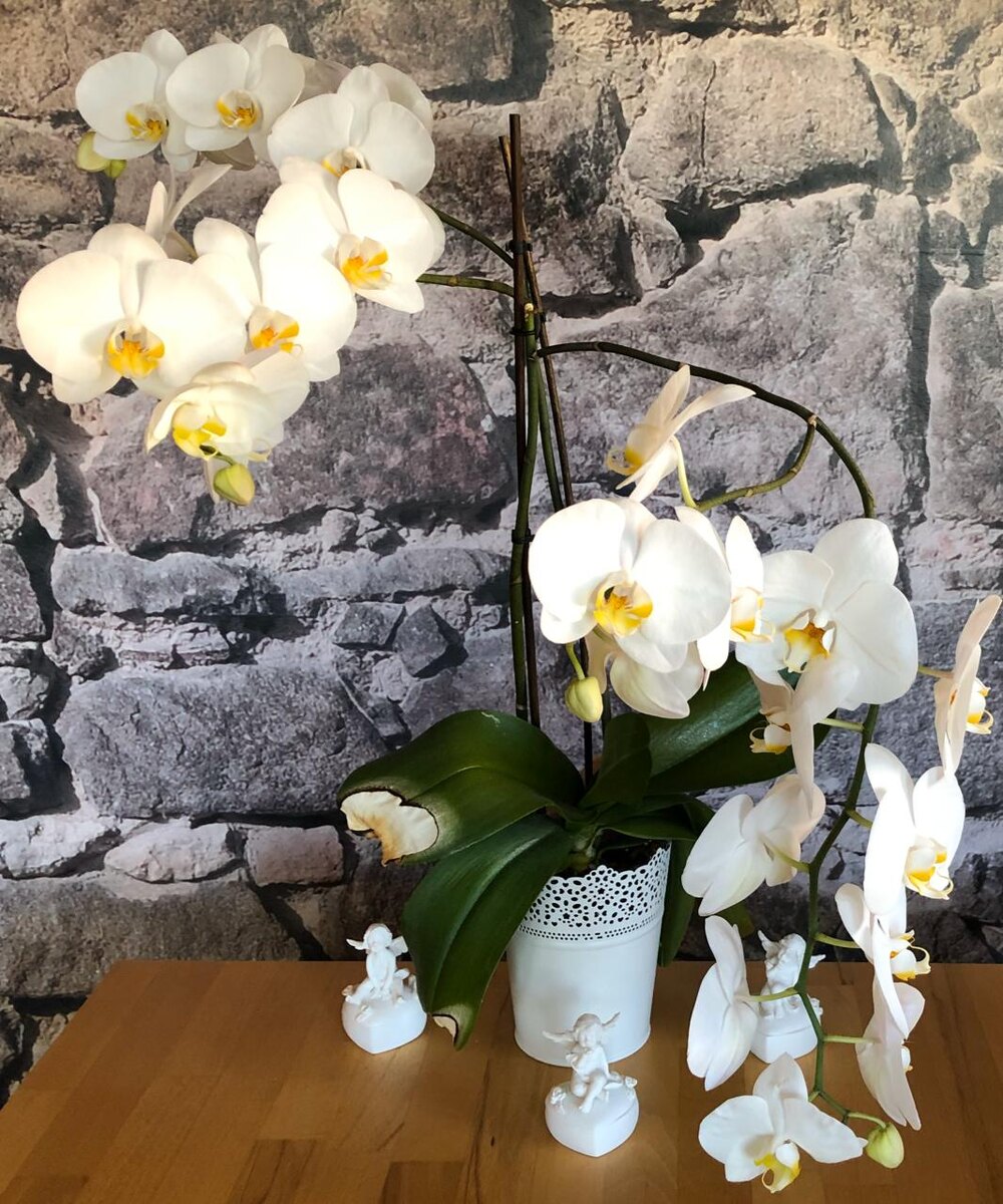 Моя орхидея выкинула несколько стрелок за раз.  Никогда ещё такого не было.