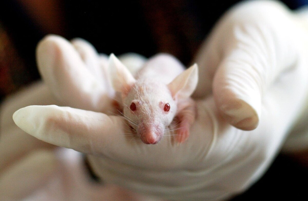 Зрение мыши. Трансгенные мыши. Белая мышь с красными глазами. Лабораторные животные. Первые трансгенные животные.