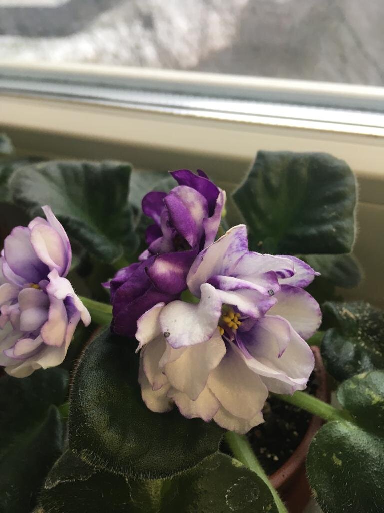 Фото сделано в магазине Цветочки в горшочке в ДТЦ BabyStore на Войковской