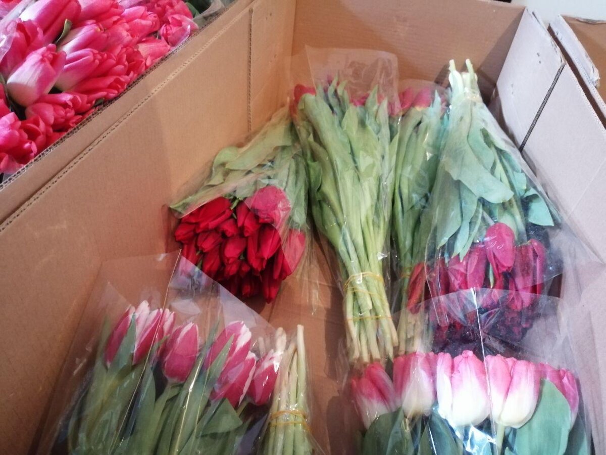 Красные тюльпаны