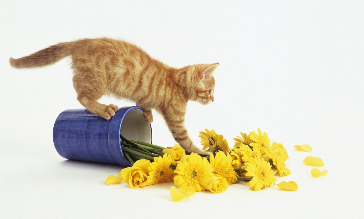 Вот почему держать букеты в некоторых квартирах опасно