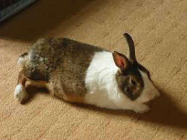 Отсутствие регулярных осмотров ветеринара