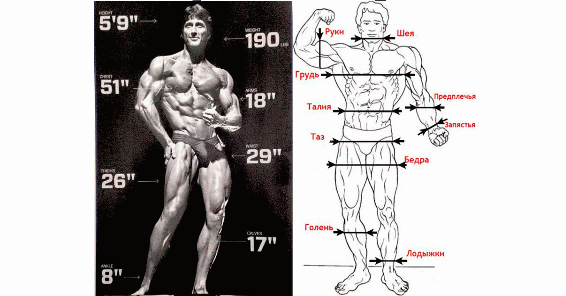 Замеры тела в бодибилдинге