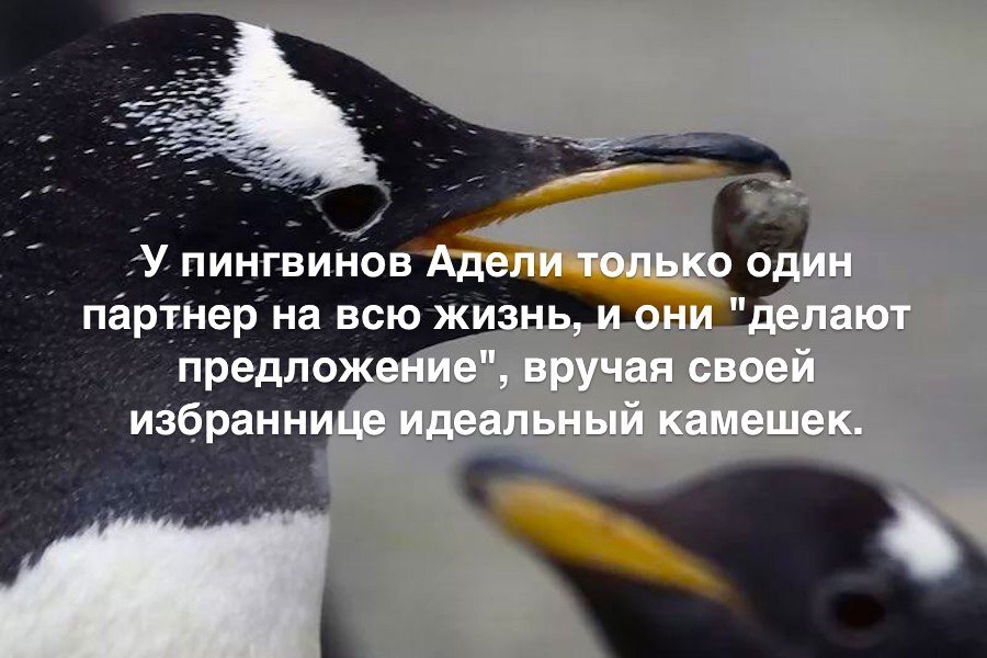 Картинка будешь моим пингвинчиком
