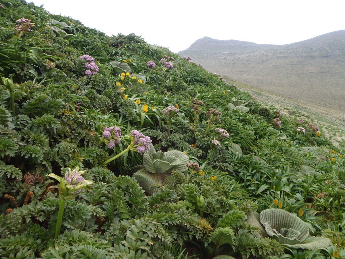 Только растения, и больше никого