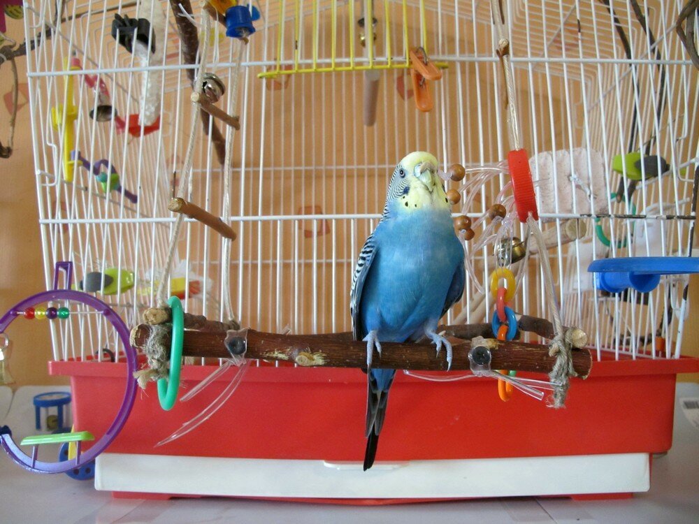 Что есть попугаи в домашних условиях. Клетка для попугая. Клетка для волнистого попугая. Клетка для волнистого попугая синяя.