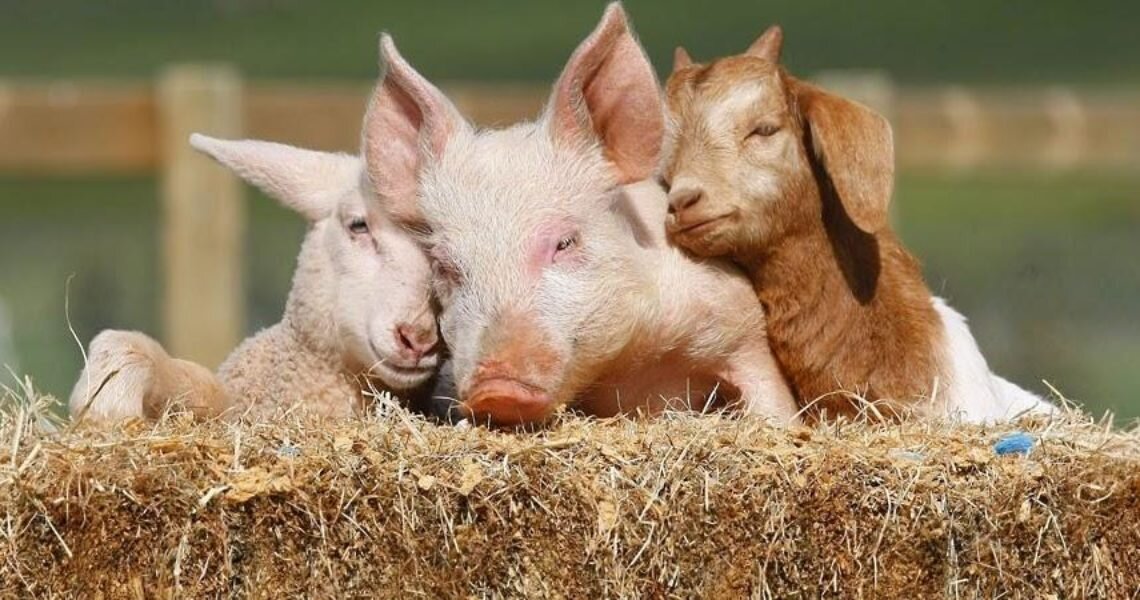 Хозяйство и скотина – это блажь, или необходимость?