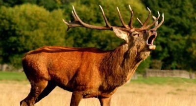 Приманку надо раскладывать в тихом месте. Рядом ни в коем случае не должно быть дорог. Недалеко от приманки необходимо оборудовать лабаз или скрадок. Но при этом надо учитывать направление ветра. Лабаз можно замаскировать с помощью веток. Такое место для засады должно располагаться на высоте 3-4 метров. Дело в том, что полакомиться солью любит и медведь. У одной приманки в течение года можно убить несколько маралов.