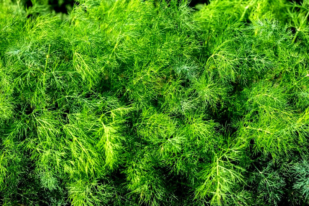 Укроп кустовой