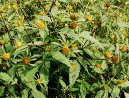 череда трехраздельная