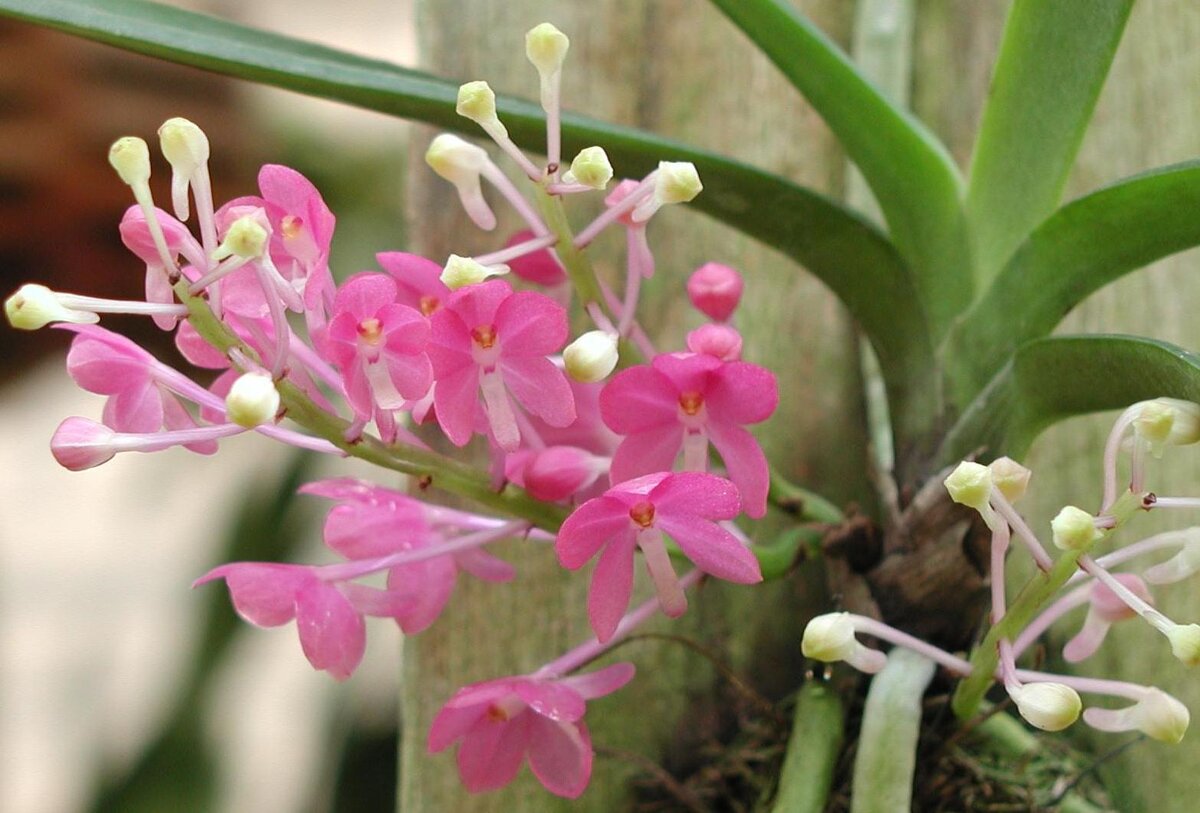 Ascocentrum, фото из свободных источников