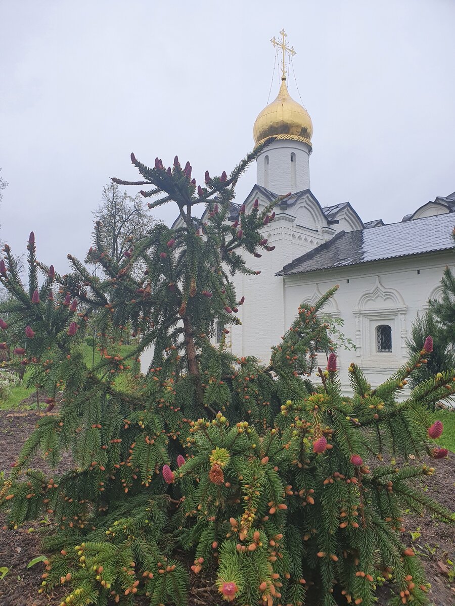 Ёлочка с красными шишечками