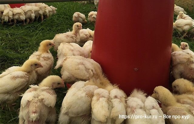 Выращивание цыплят-бройлеров пошагово для новичков 🐔 Азы начинающим с нуля