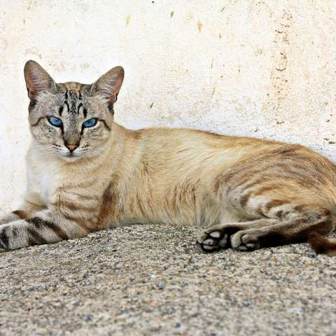 фото охос азулеса