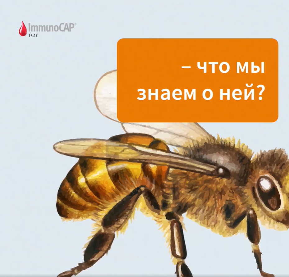 Аллергия на пчелиный яд - что мы знаем о ней? | ImmunoCAP | Дзен