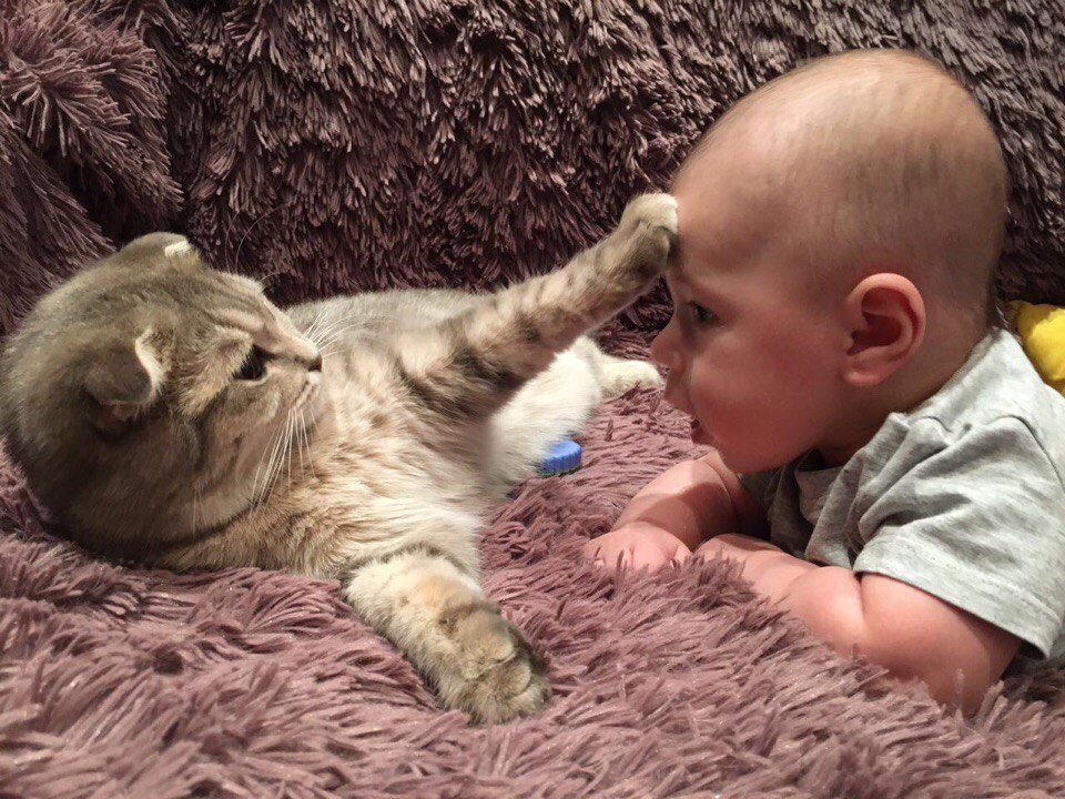 Но стоит коту пару раз дать лапой, и ребёнок его больше не мучает! (фото оттуда же)