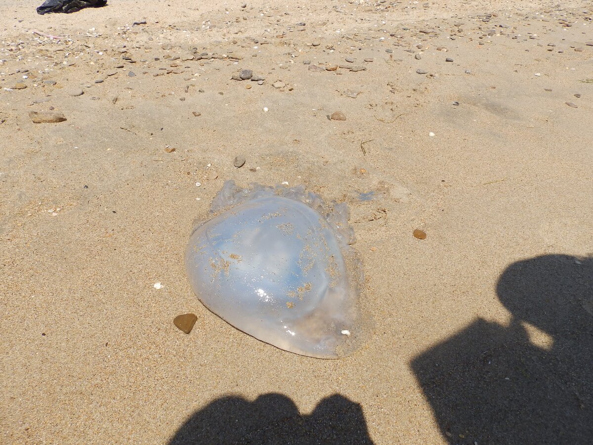 Дохлая Аурелия.