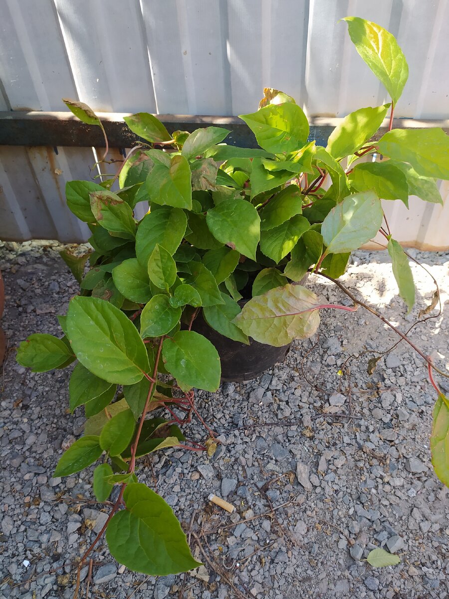 Лимонник. Фото автора