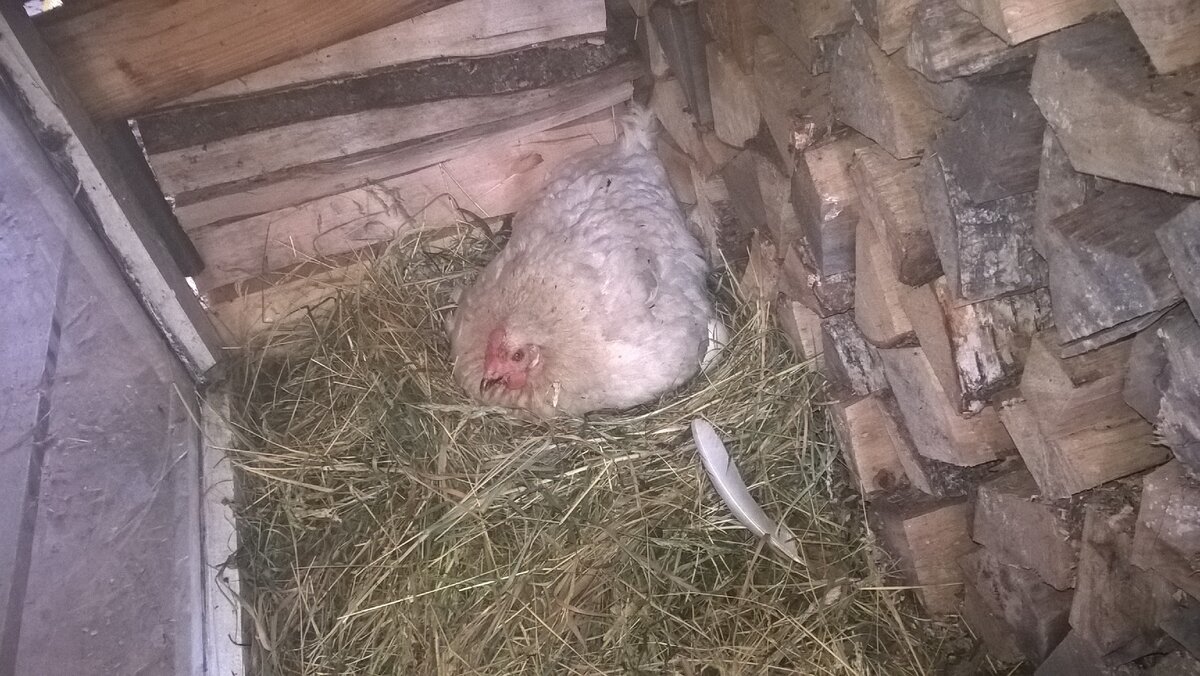 Отсадили нашу наседку 