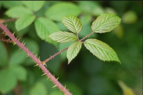 Шипы на малине