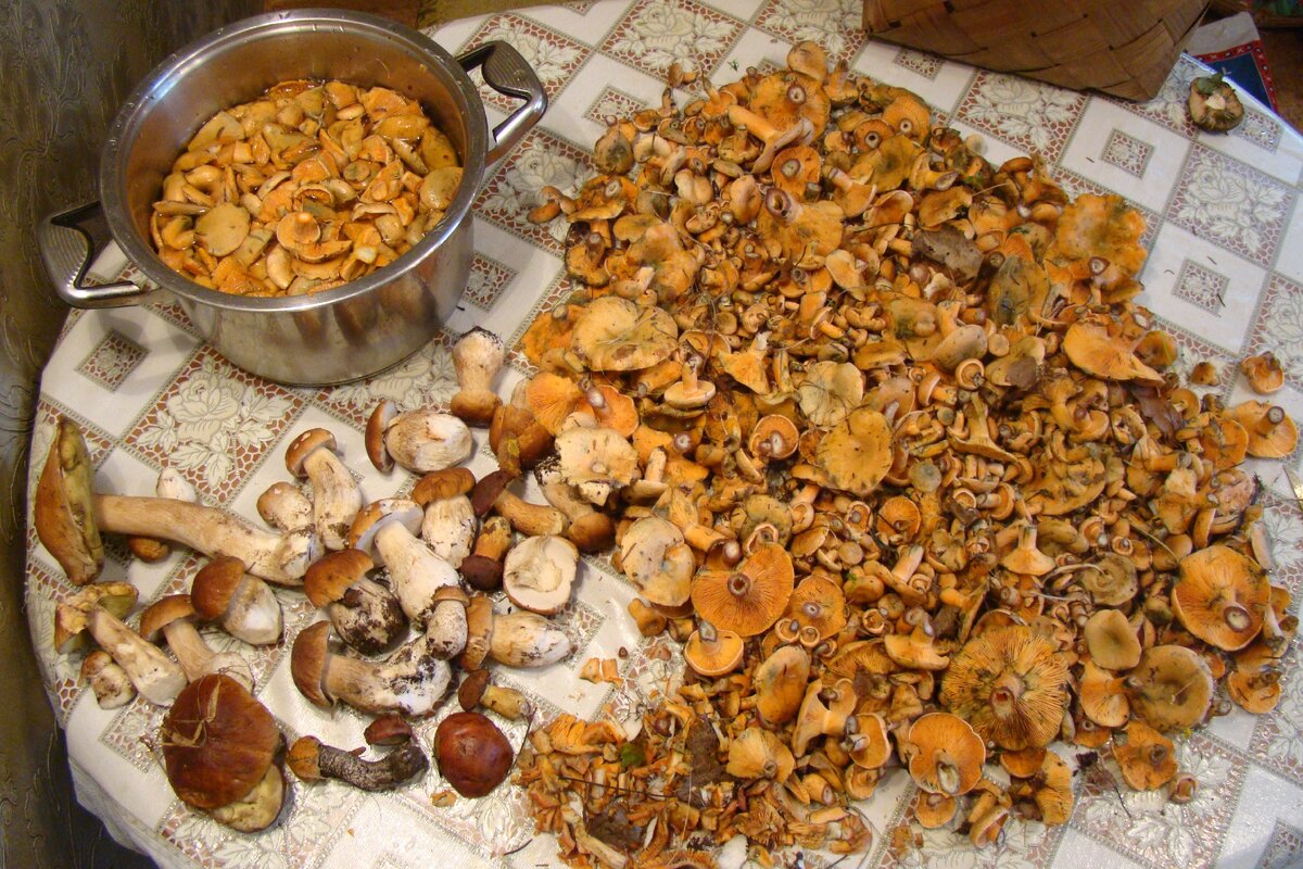 Вот такие урожаи рыжиков собирались с этой невеликой поляны.Причем ходили через два дня и все было наше!Как -то люди не понимают рыжики...