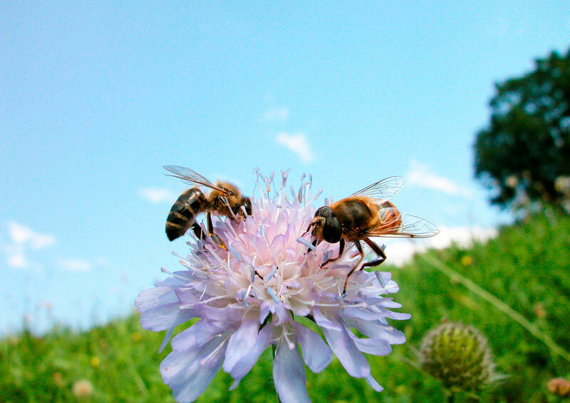 пчелиный мед