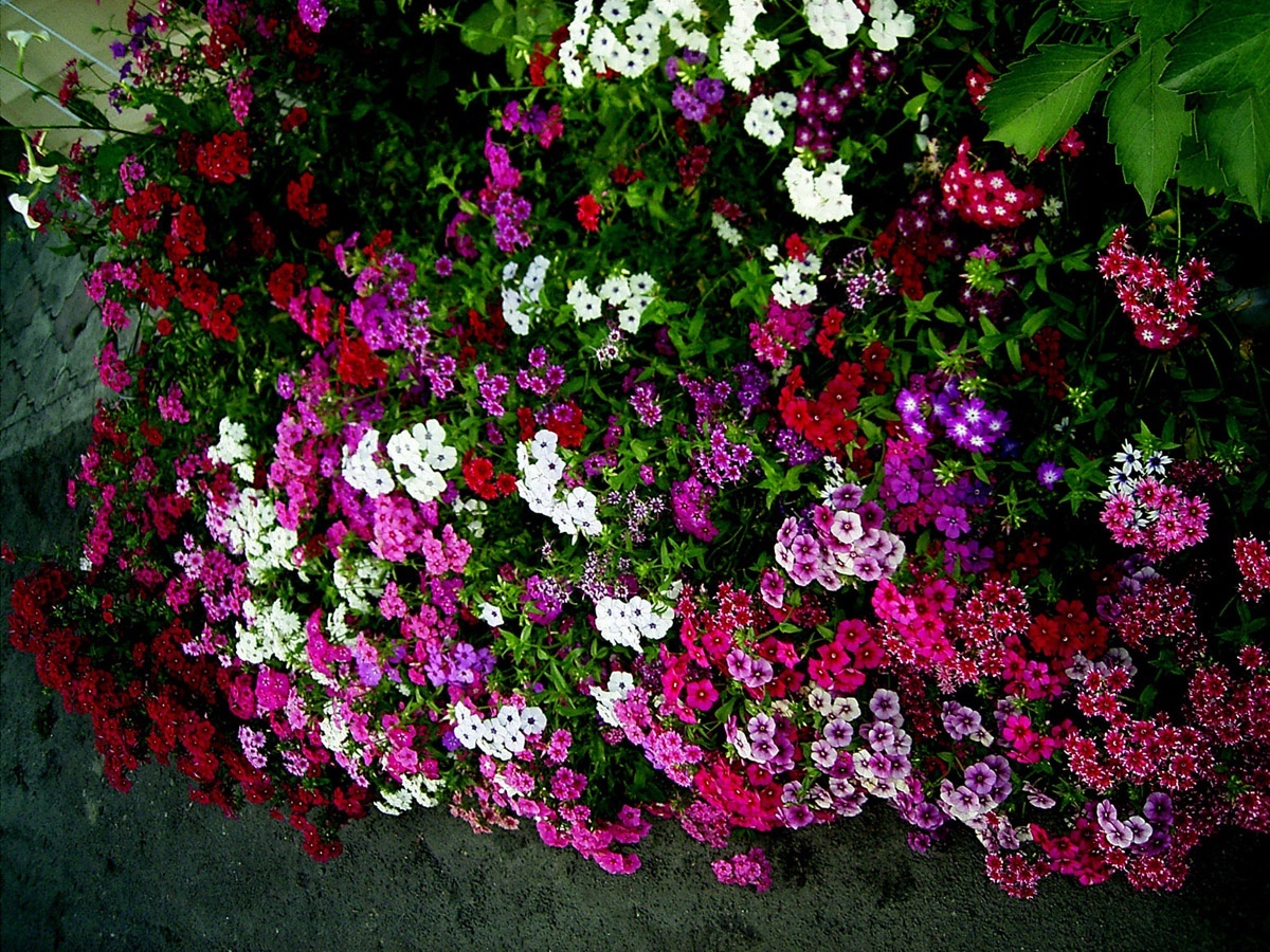 Флоксы однолетние низкорослые