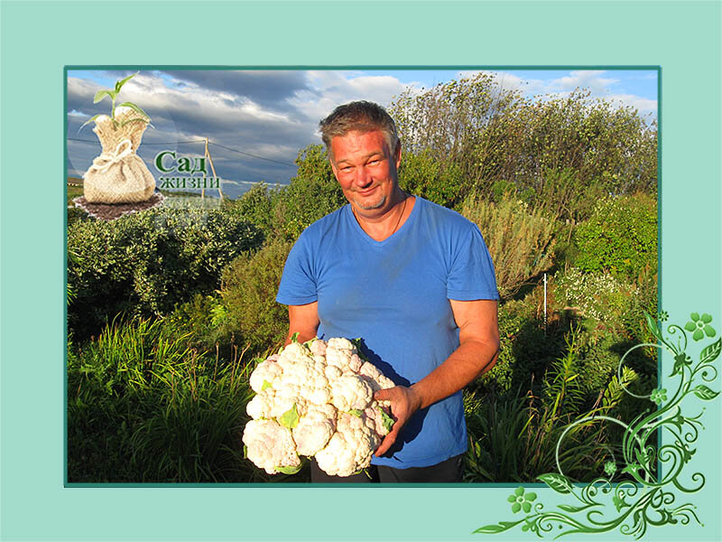 Урожай цветной капусты удался.