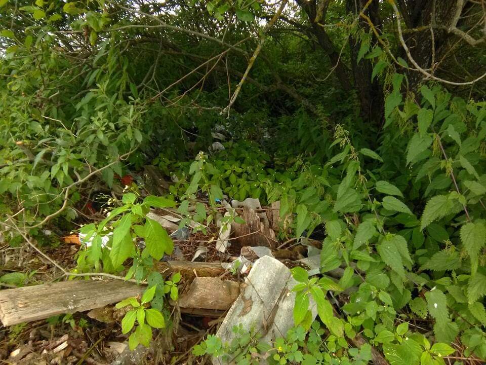 Кусты ивняка, крапивы и сюрприз от соседей