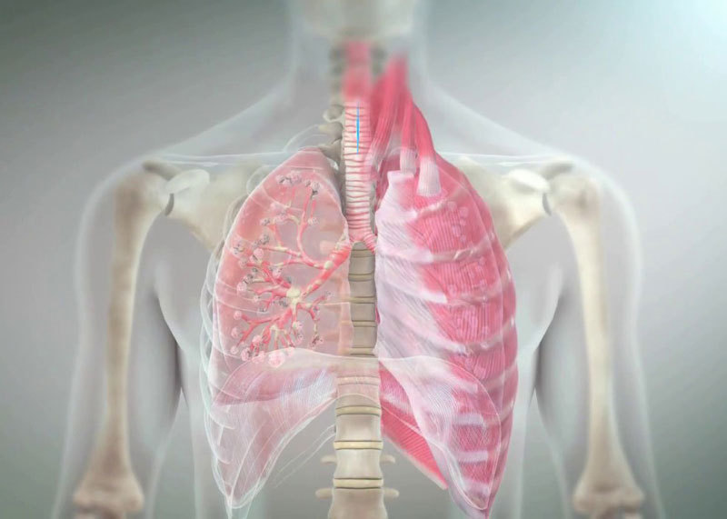 Расположение легких у женщины Thoracic viscera. ppt download
