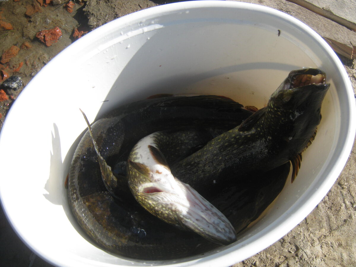 Итог ловли на живцов (фото автора)