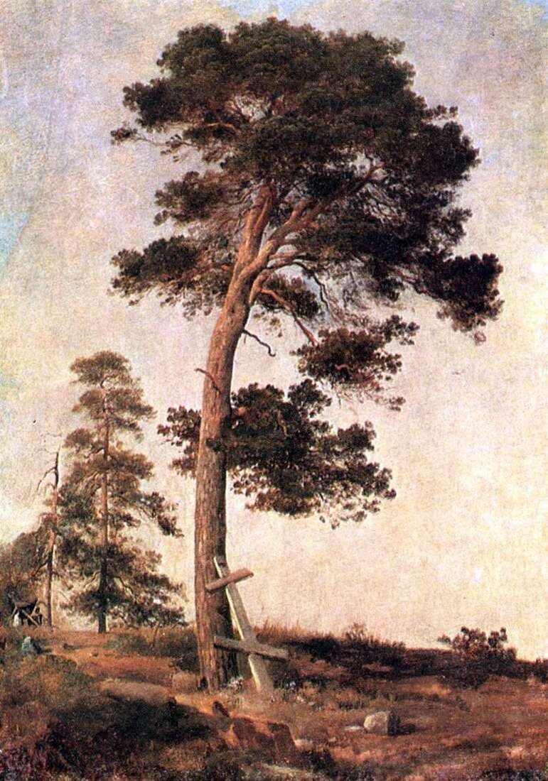 Сосна на Валааме, 1858