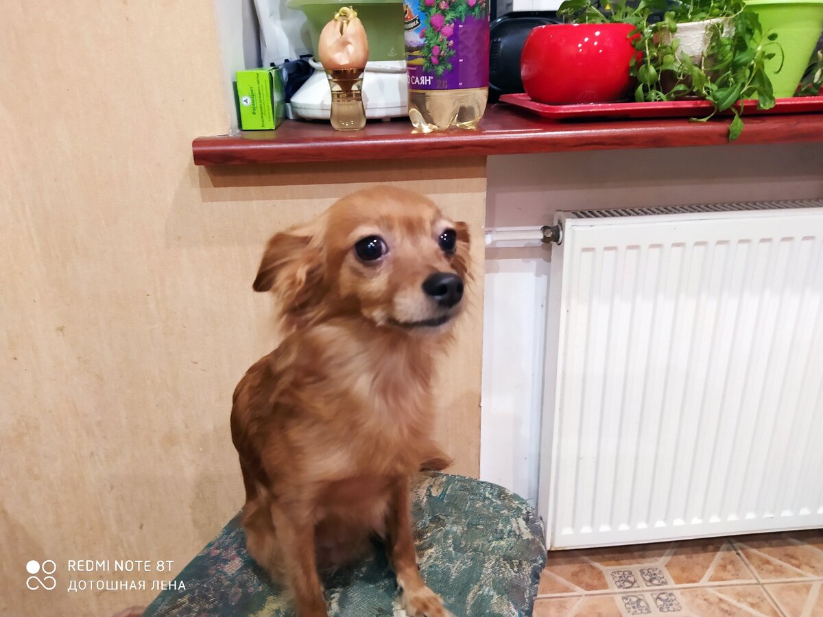 Собачка Мила
