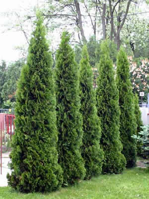 Фото с Интернета