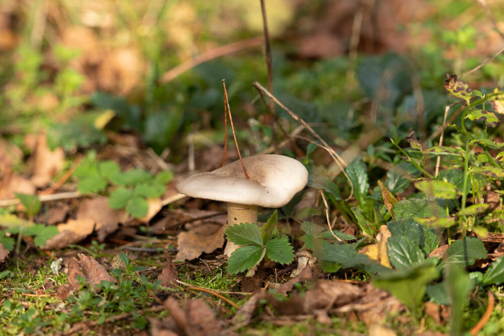 Даже на детской экотропе полно грибов. Собирать их нельзя