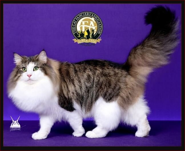 Источник: https://cfa.org/