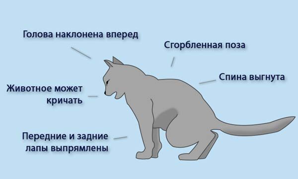 Идиопатический цистит кошек (ИЦК)— это неинфекционное воспалительное заболевание мочевого пузыря кошек, проявляющееся симптомами урологического синдрома кошек.-2