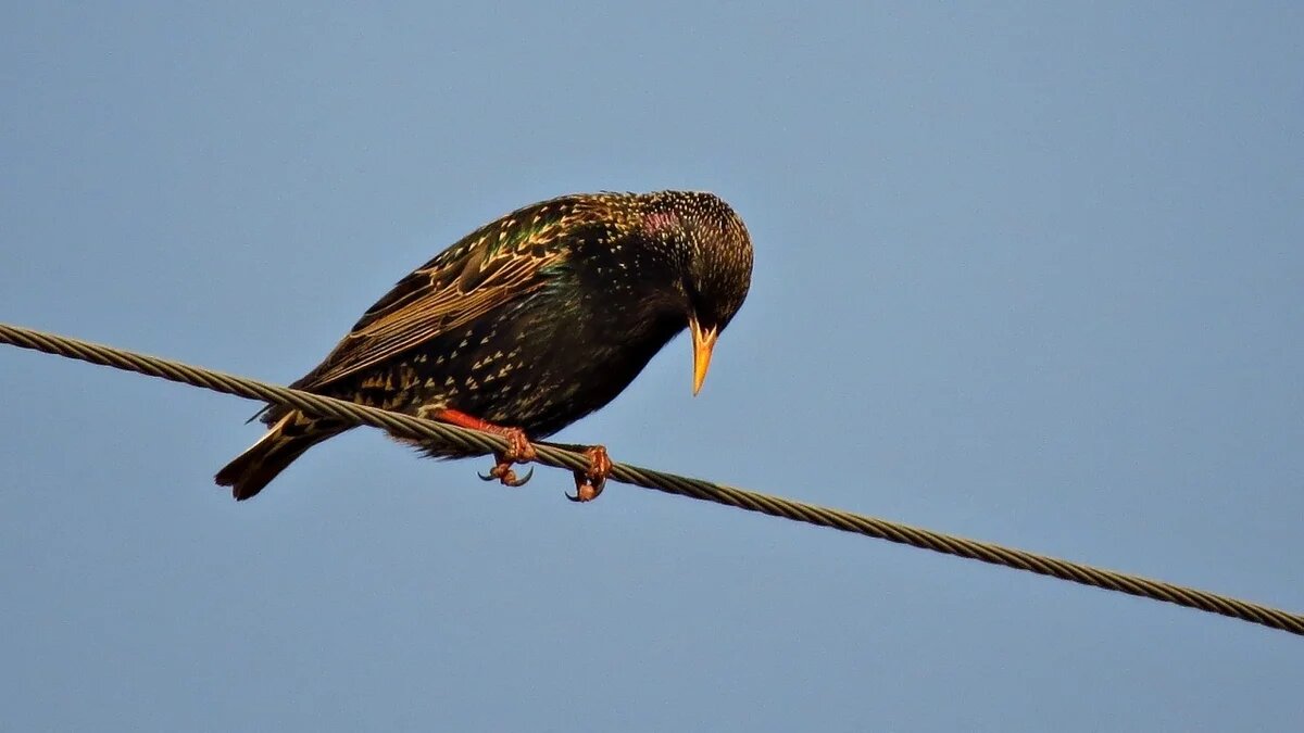 Однако птица все же может погибнуть при неправильном обращении с высоковольтными линиями электропередач.