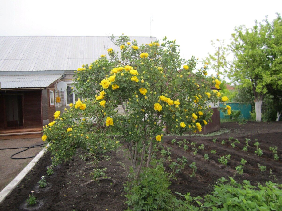 Кустовая  роза